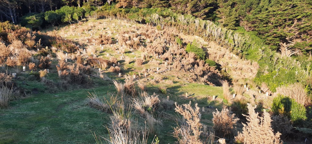 Restoration planting on hillside August
 2023